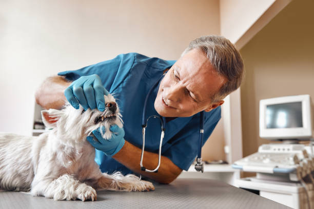 Best After-Hours Dental Care in Breckinridge Center, KY
